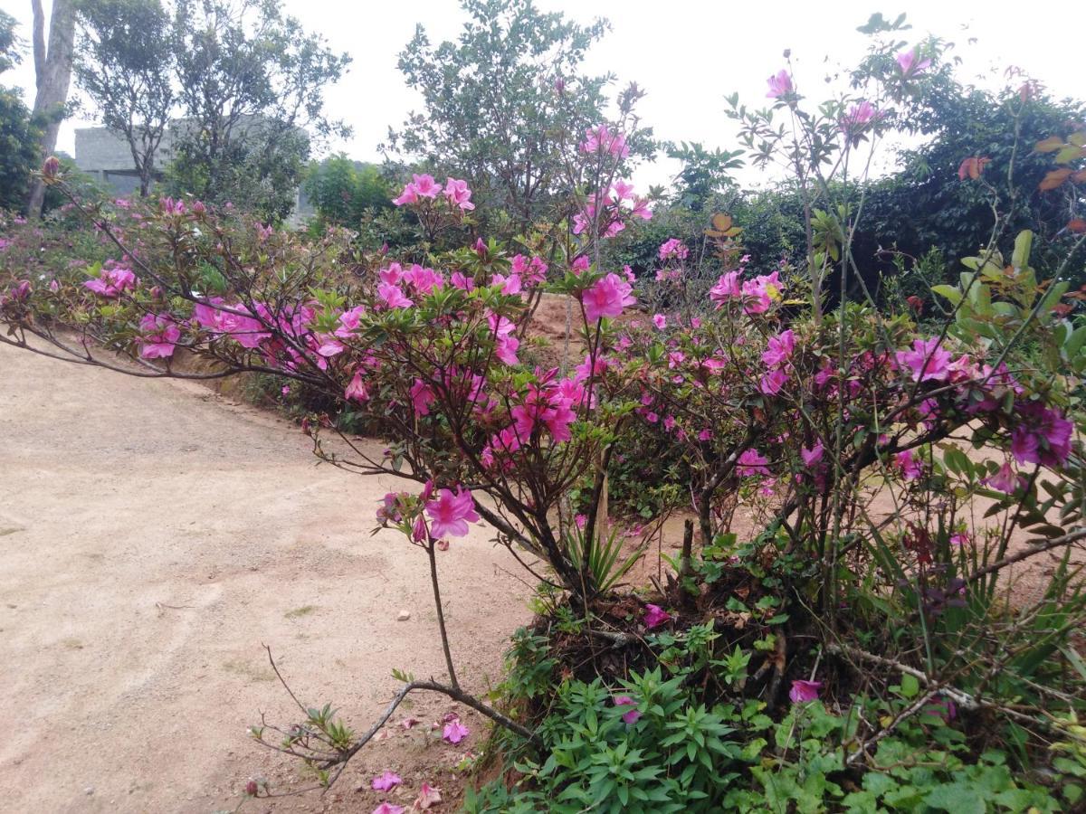 Forest Cyniciam Homestay Ohiya Eksteriør bilde