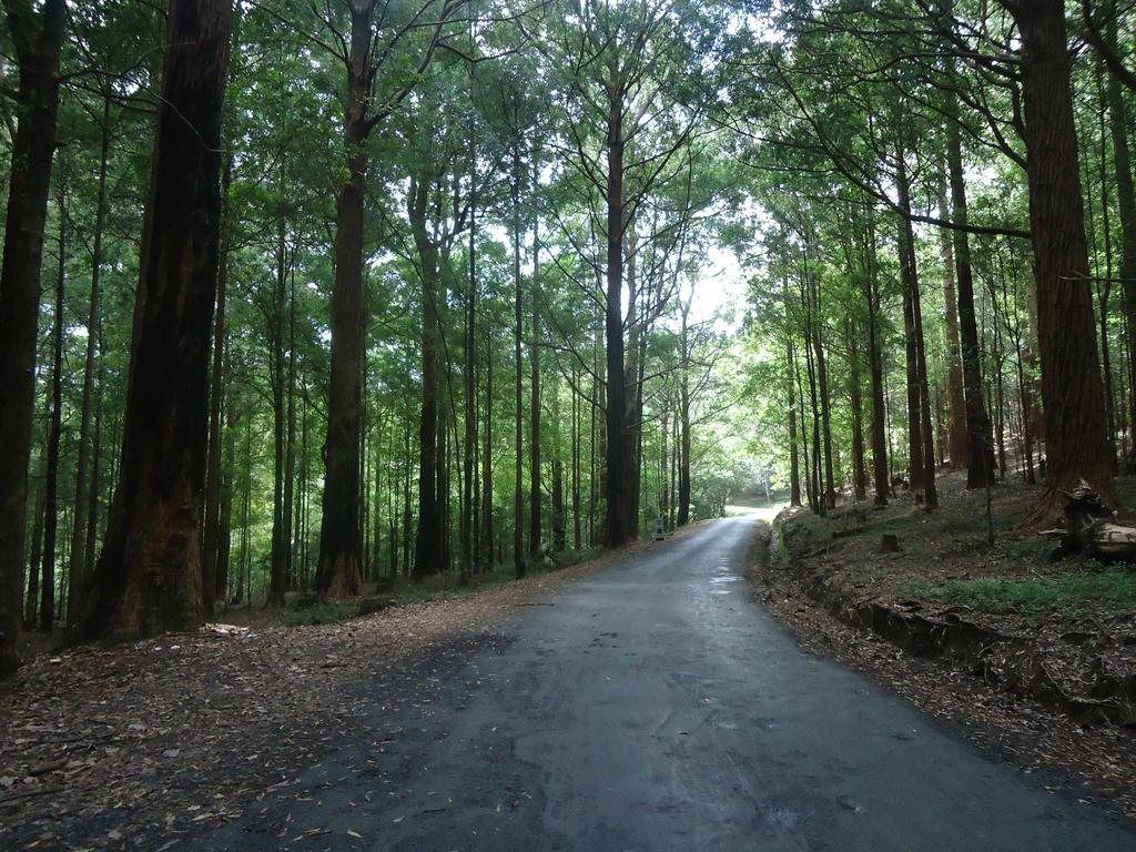 Forest Cyniciam Homestay Ohiya Eksteriør bilde