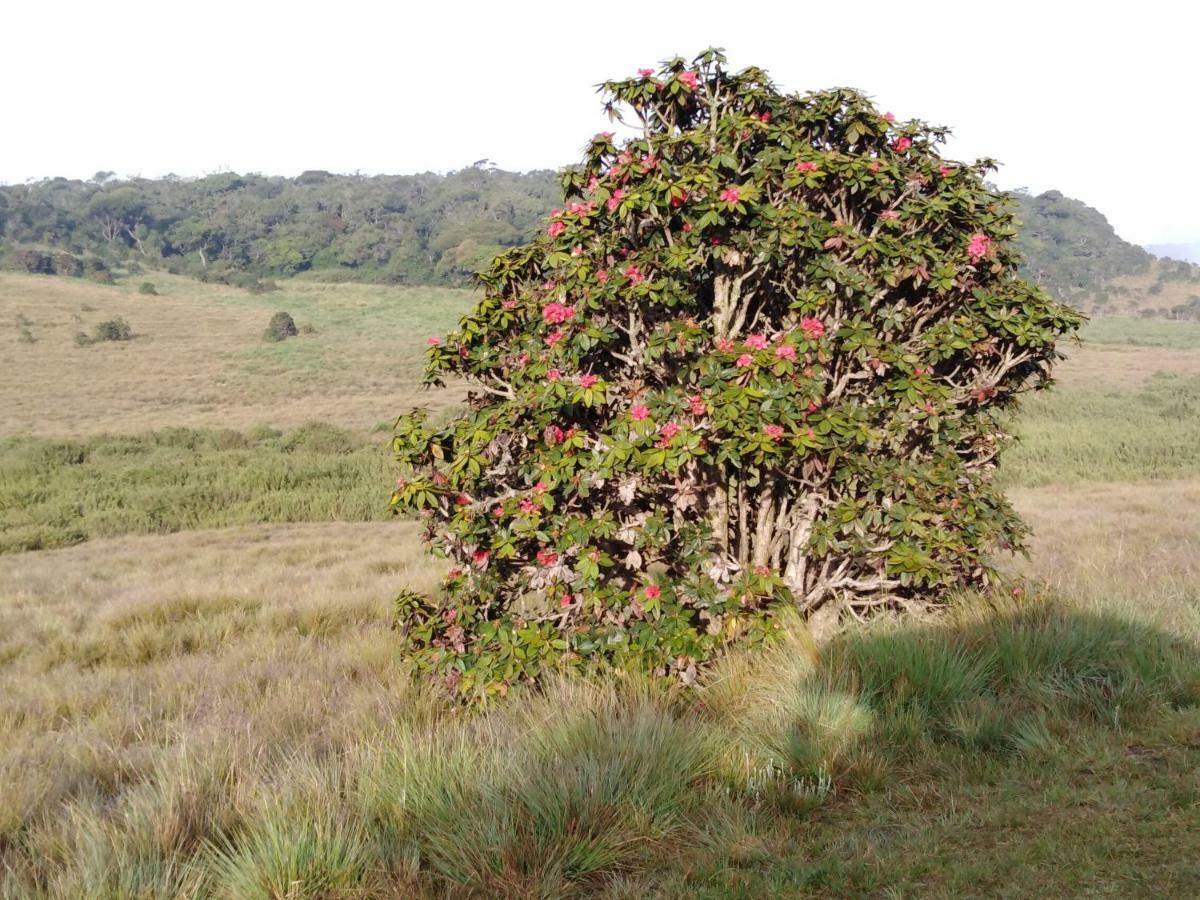 Forest Cyniciam Homestay Ohiya Eksteriør bilde